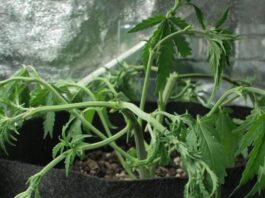 marijuana stock review